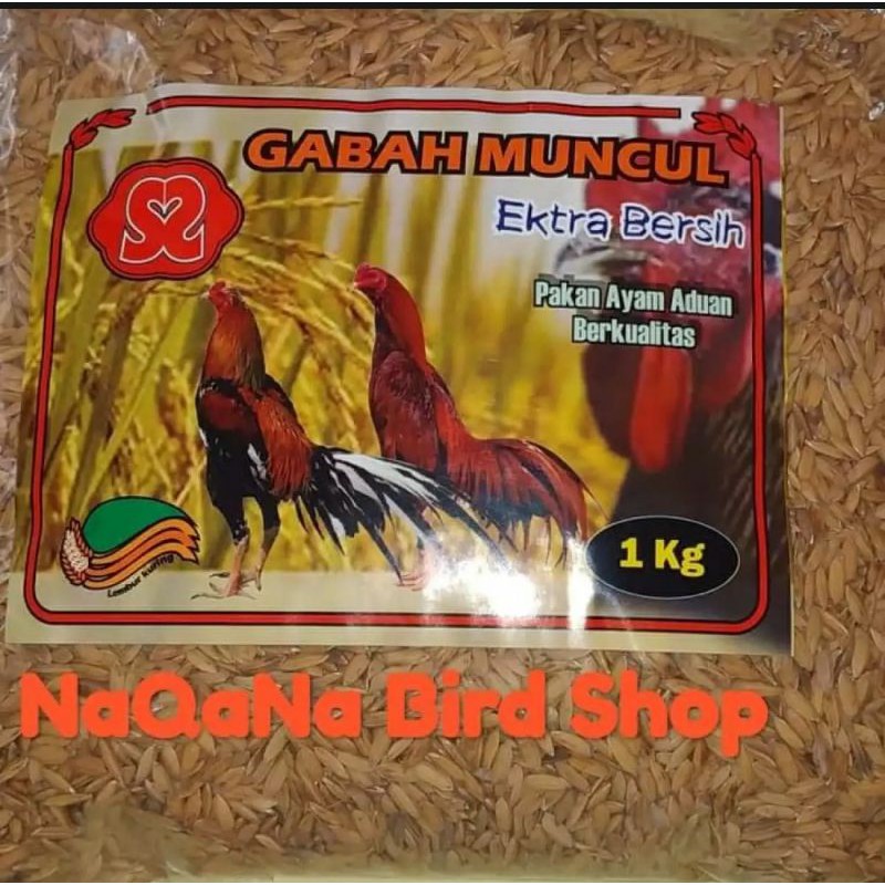 Gabah Mancul gabah padi pakan ayam aduan kemasan 1kg