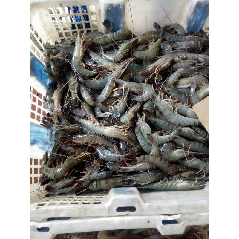 

udang pancet size 45-55(500g)
