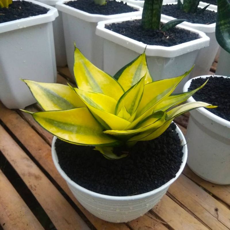 Lidah Mertua Mini Gold Mutation | Gold Mutation mini