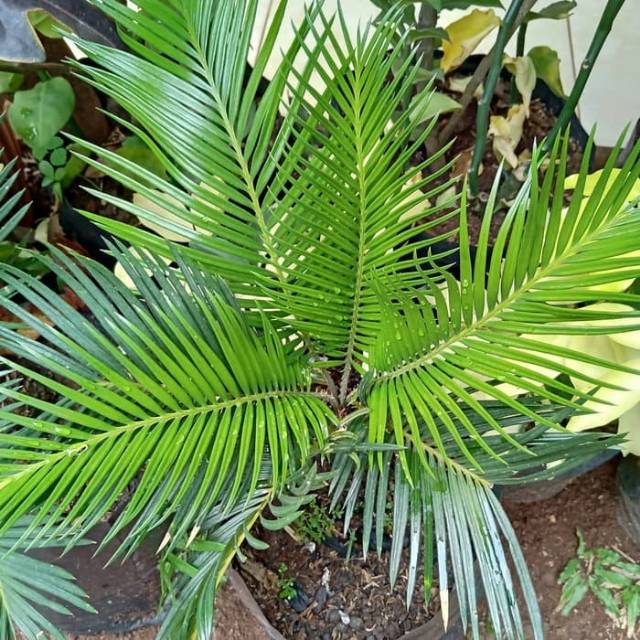 Tanaman Palem Sikas | Pohon Palem Sikas