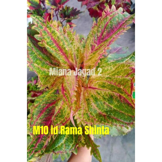 Miana Premium/Id Rama Shinta/stek/Coleus
