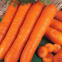 Benih / Bibit / Biji - Wortel / Carrot Trevor F1 Seeds - IMPORT (10 Biji)