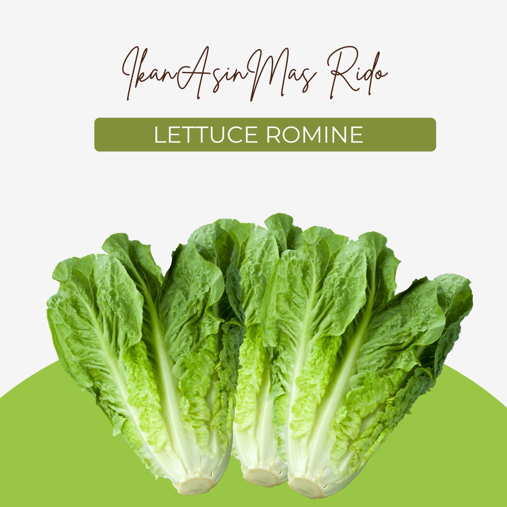 

Lettuce Romaine 500 Gram Sayuran Segar Sayur Lettuce Segar Fresh Setiap Hari