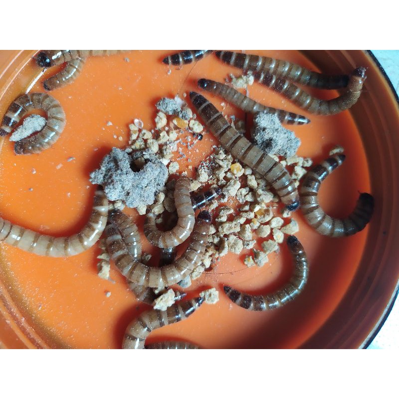 Ulat pakan jerman&hongkong