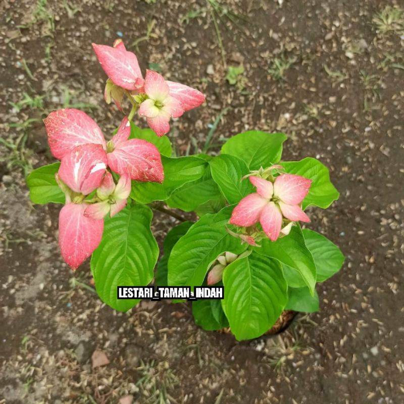 Tanaman nusa indah bibit tanaman bunga nusa indah pink