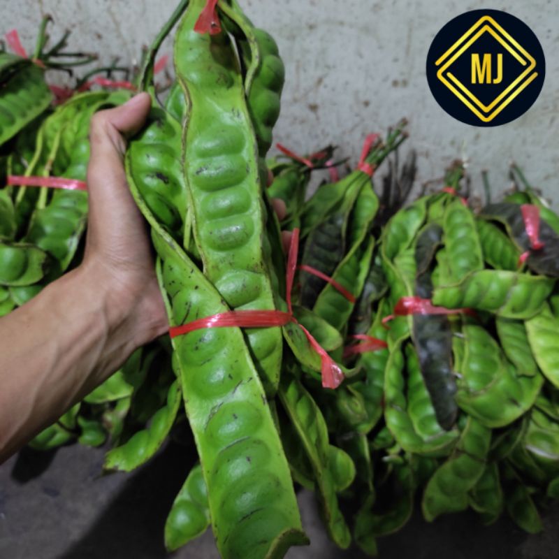 

Petai / Pete fres / lalapan petai(pete) /satu ris (Harga Ecer)