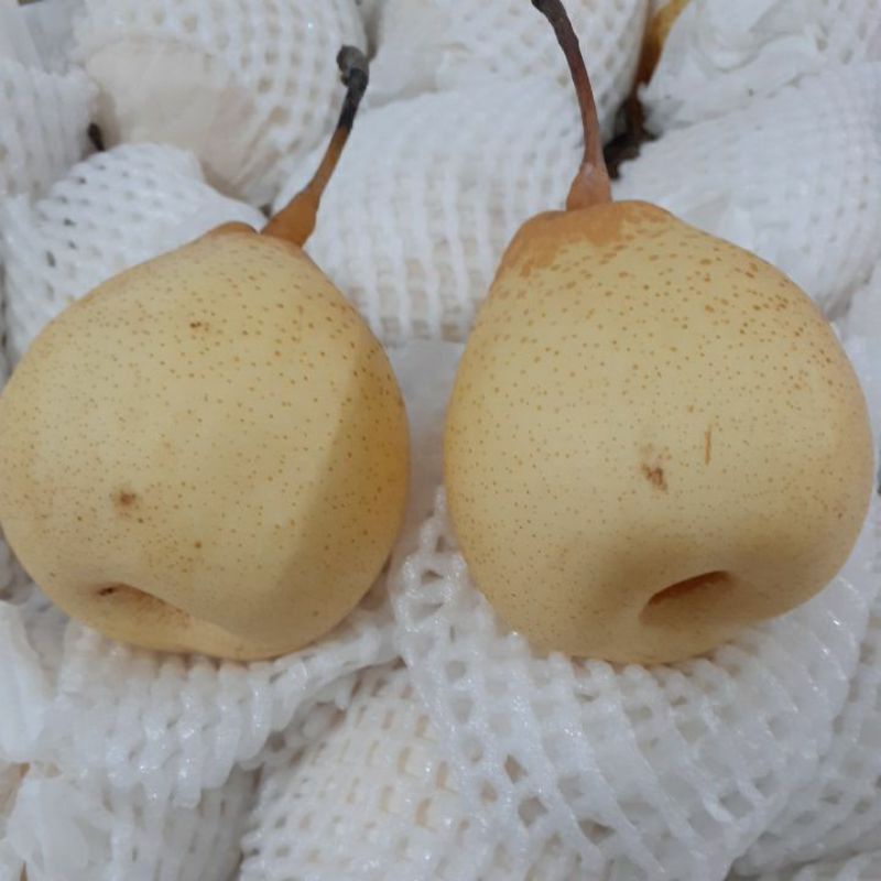 Jual Buah Pearpear Yalie 1kgpir Yaliebuah Segar Bandung Shopee Indonesia 