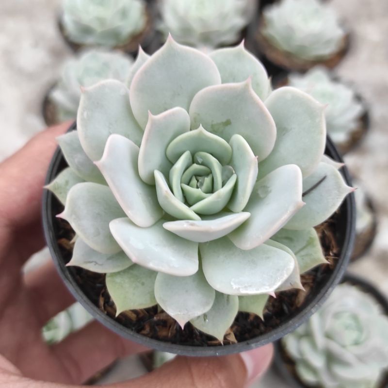 Tanaman Hias Sukulen Echeveria Lola