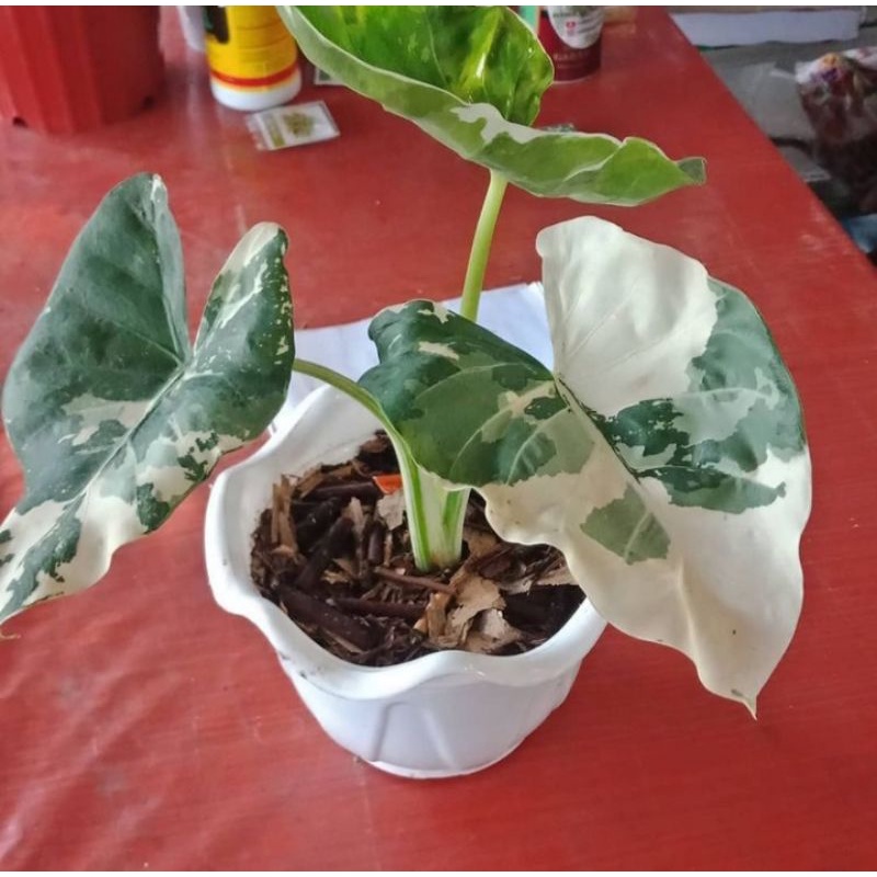 keladi hias sente varigata/albino