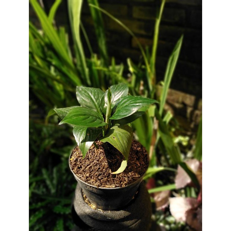 sepatu filum bangkok