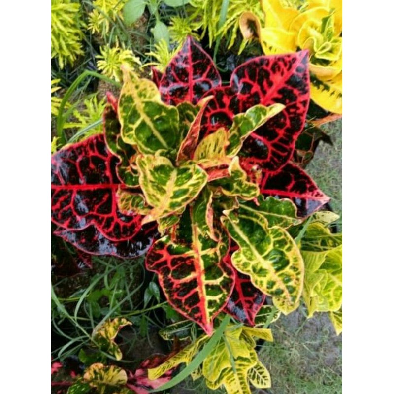 puring kura puring merah puring kura ori banyak cabang