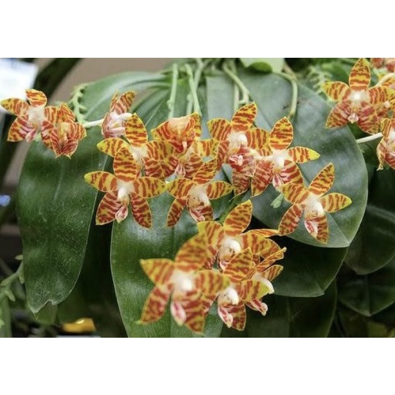 Anggrek Phalaenopsis Amboinensis Dewasa | Bulan Ambonensis
