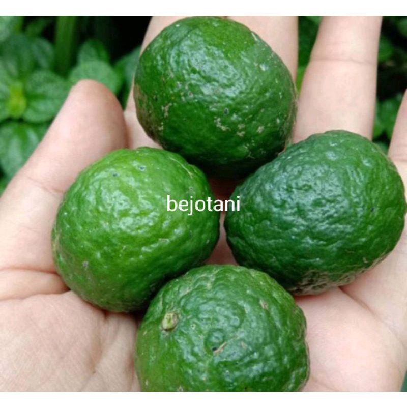 Bibit jeruk limau/bibit jeruk limau sambal untuk masakan sedling