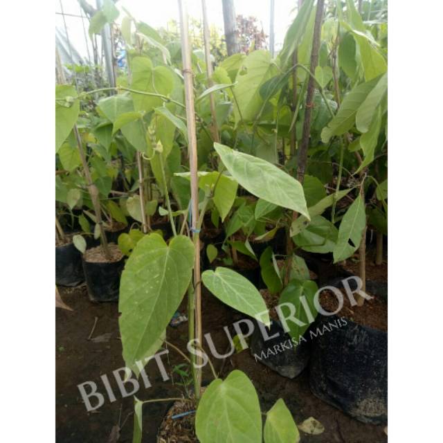 BIBIT BUAH MARKISA MANIS