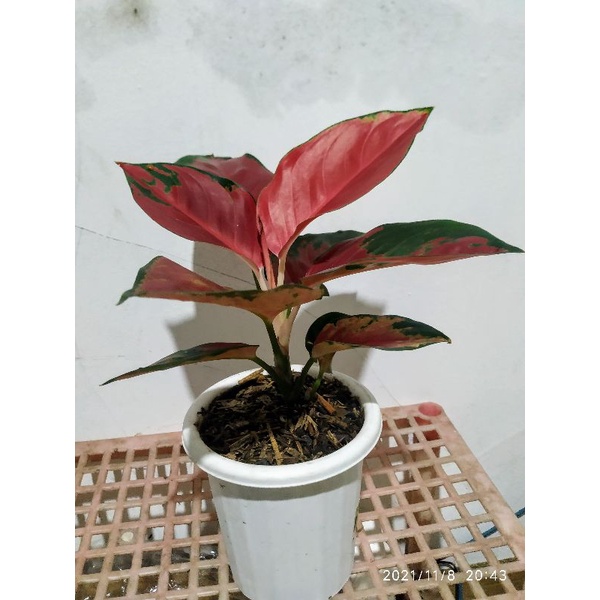 aglonema aglaonema Chinese Evergreen sri rezeky suksom lokal suksom jaipong suksom stang pendek suda
