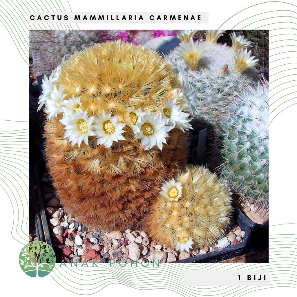 Benih Bibit Biji - Cactus Mammillaria Carmenae Kaktus Seeds - IMPORT