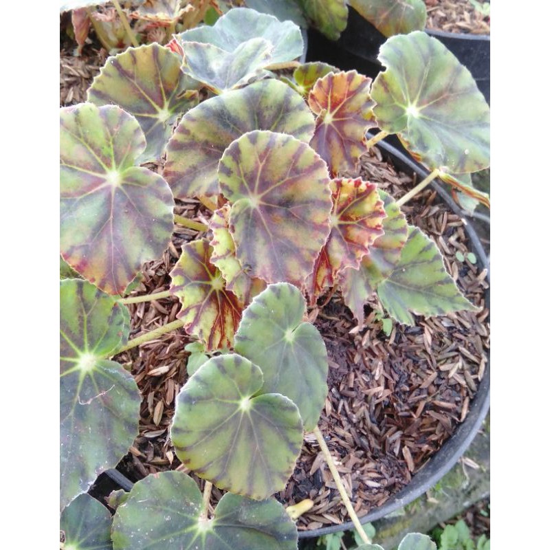 begonia macan