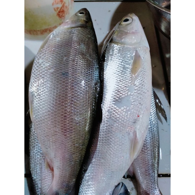 

IKAN BANDDENG SEGAR