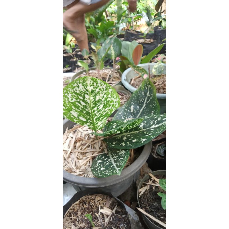 Langka Tanaman hias Aglonema morodoklok-morodoklok