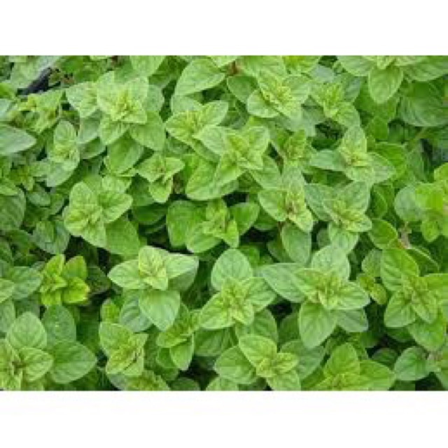 Benih / Biji Oregano