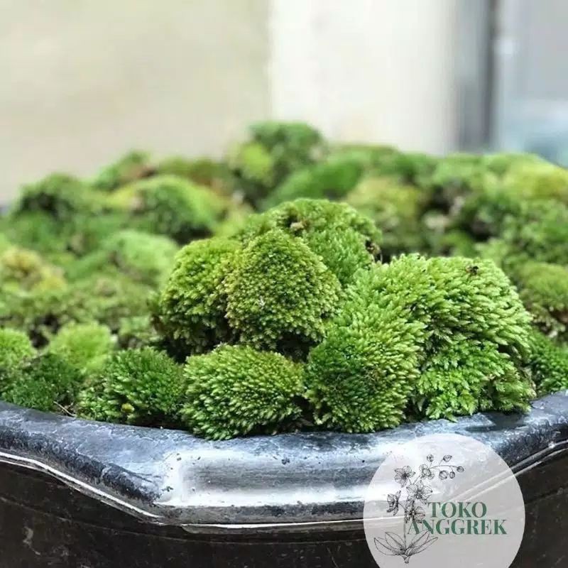 Moss Darat Murah 500gram (1/2 kg)