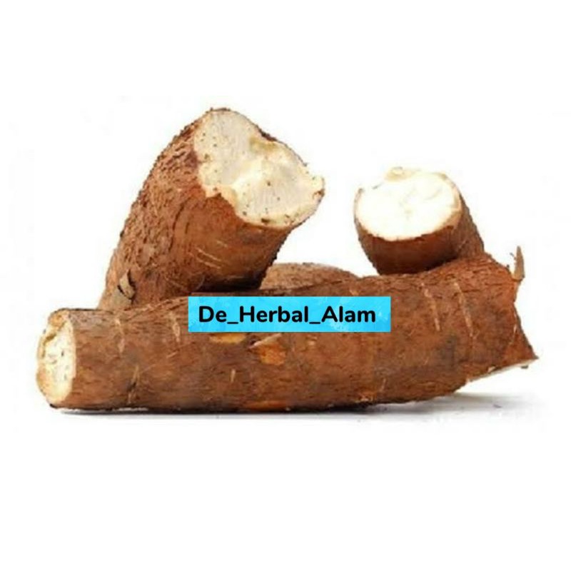 

Singkong racun sapi kuru obat herbal kanker 1 kg