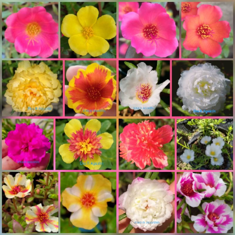 

mossrose/portulaca/krokot paket mix akhir tahun 12warna