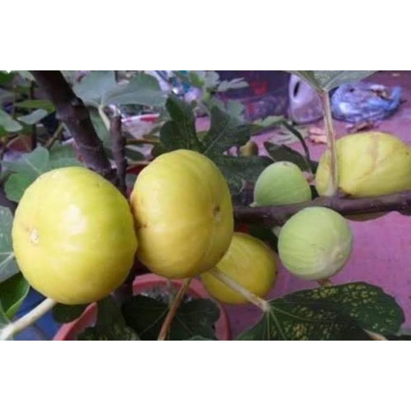 Bibit buah tin jenis JIN AO FEN fresh cangkok