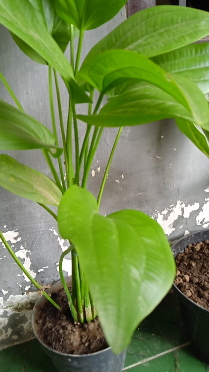 [bisa Cod] Promo Murah Rak Gantung Sepatu Motif Bunga Full Resleting Kualitas Terbaik Dan Termurah