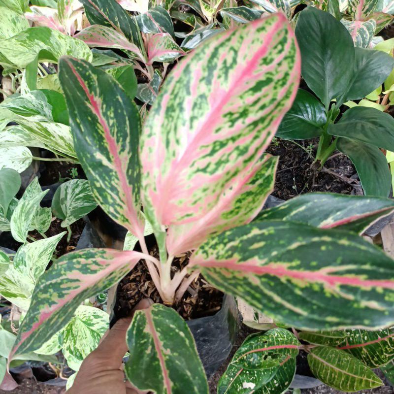 aglonema butterfly