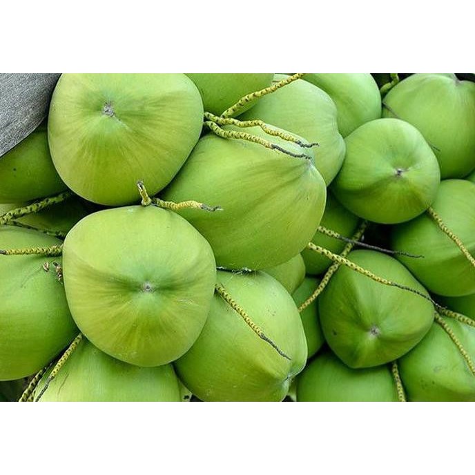

Kelapa Muda Murah Medan
