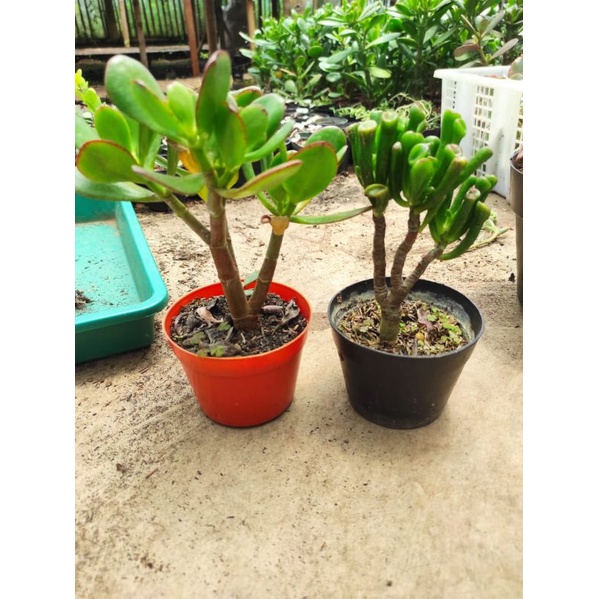 paket bonsai isi 2 tanaman hias sukulen