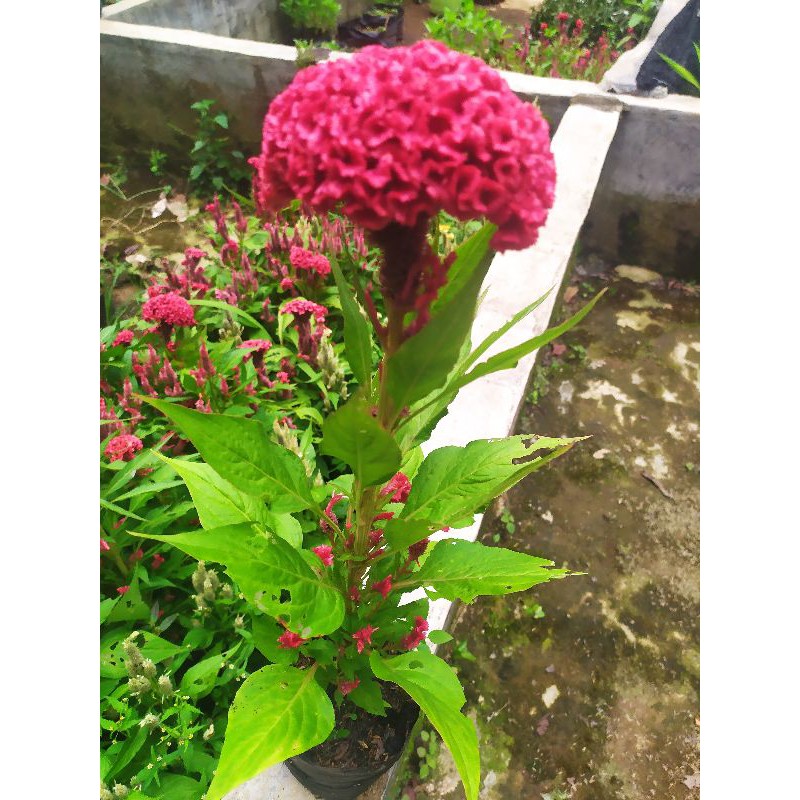 bunga jengger ayam tanaman jengger ayam