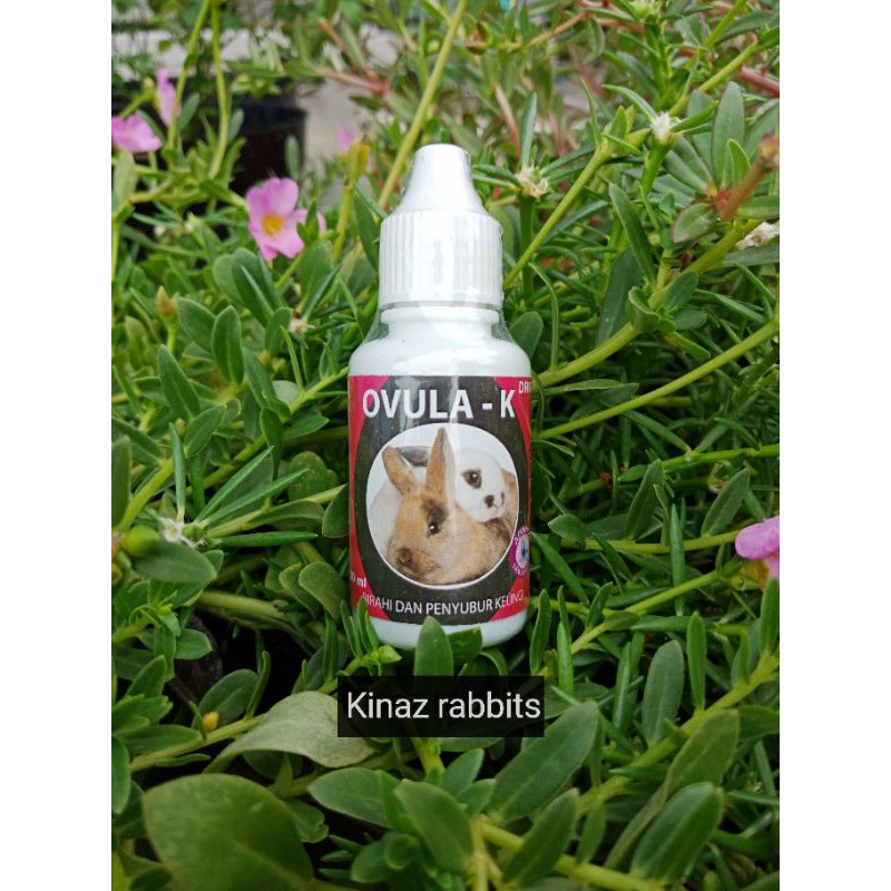 Ovula kelinci