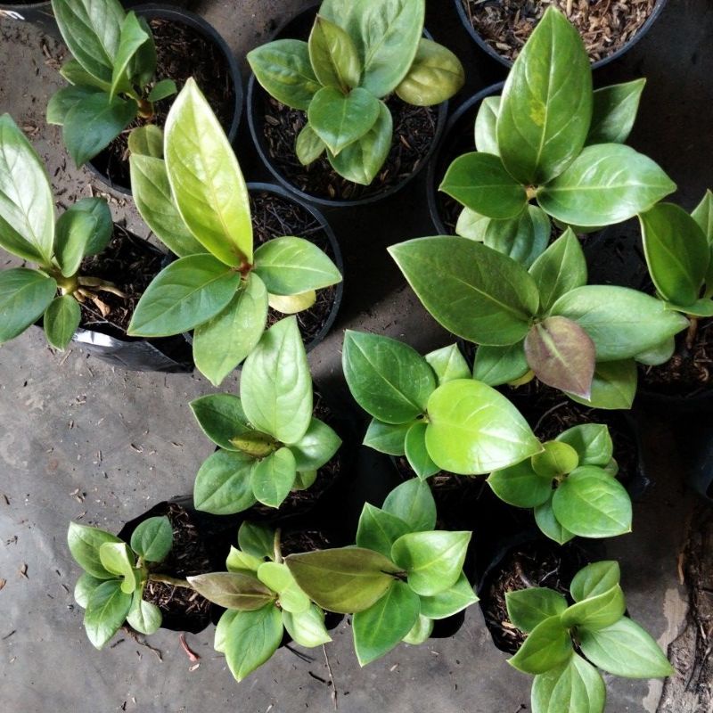 jemani mangkok cobra