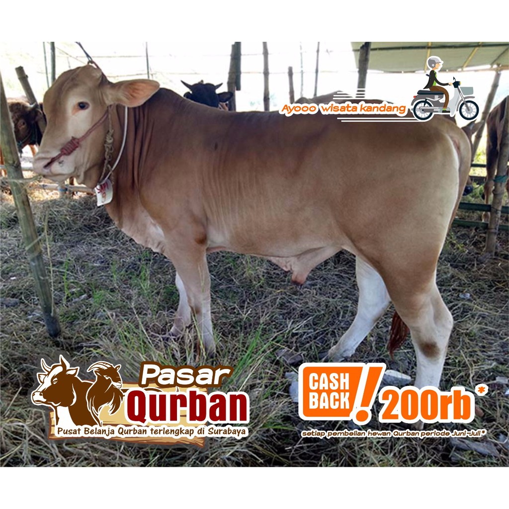 Harga Sapi Qurban Sidoarjo