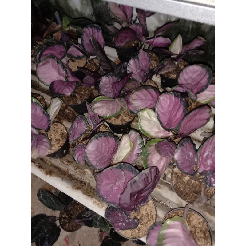 calatea crimson