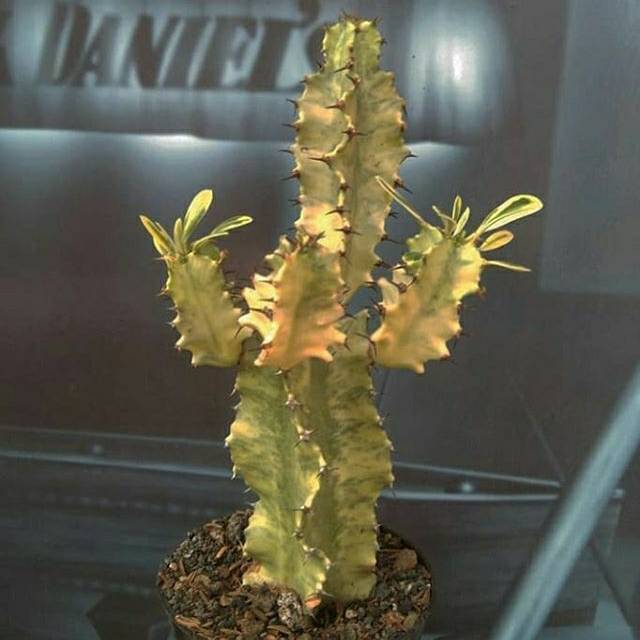 

Euphorbia venenata