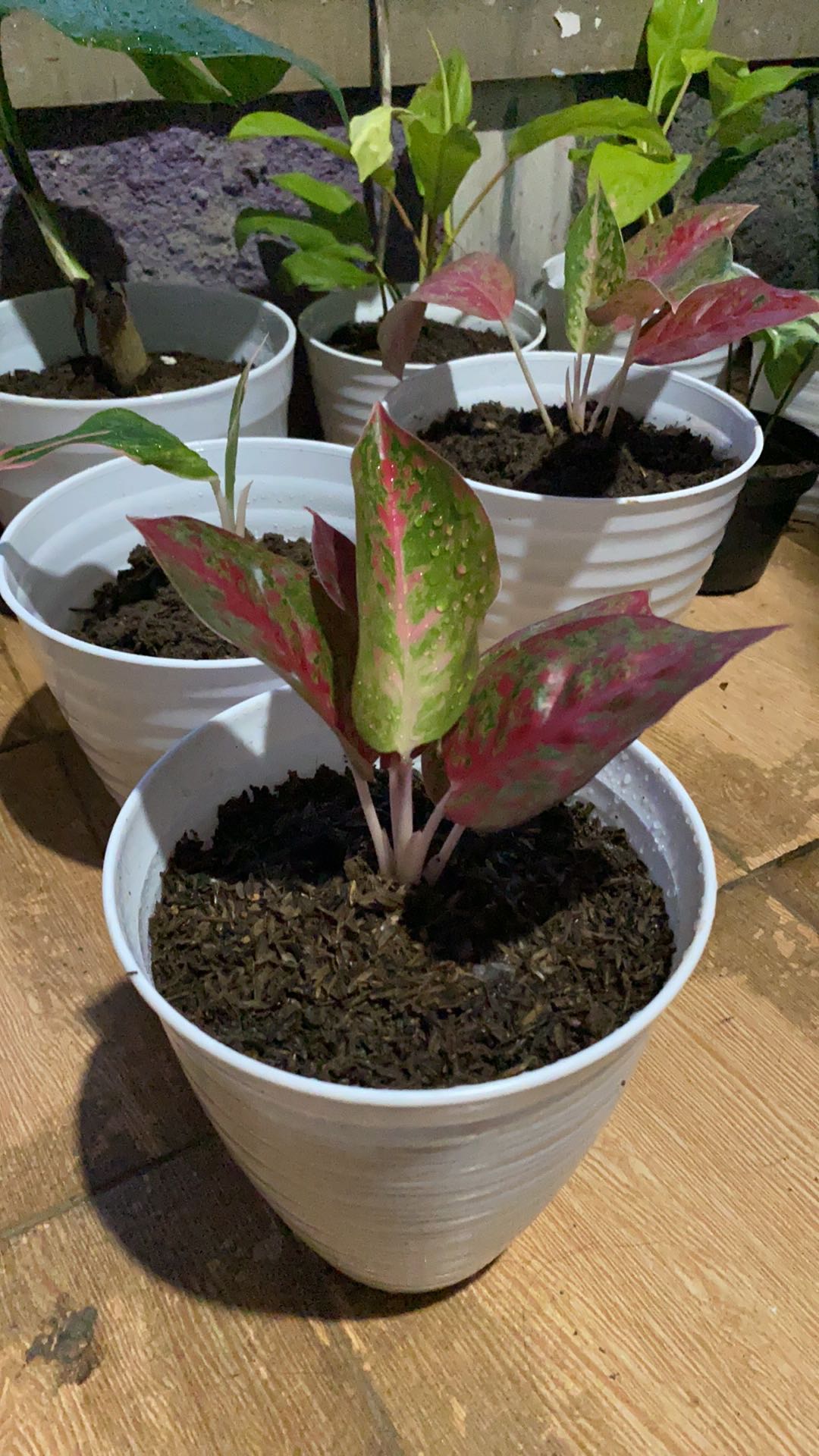 Promo Aglonema Red Stardust Murah  (red Stardust)