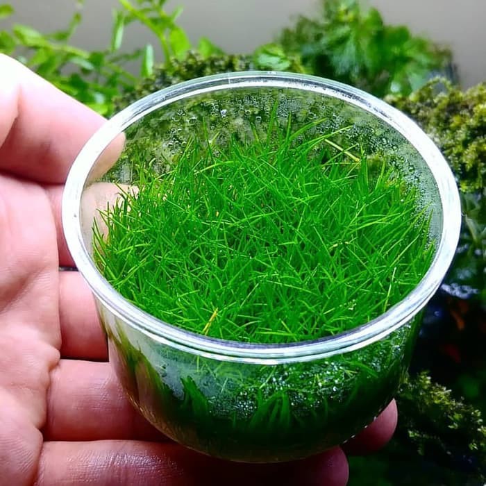 tanaman aquascape dwarf hairgrass cup