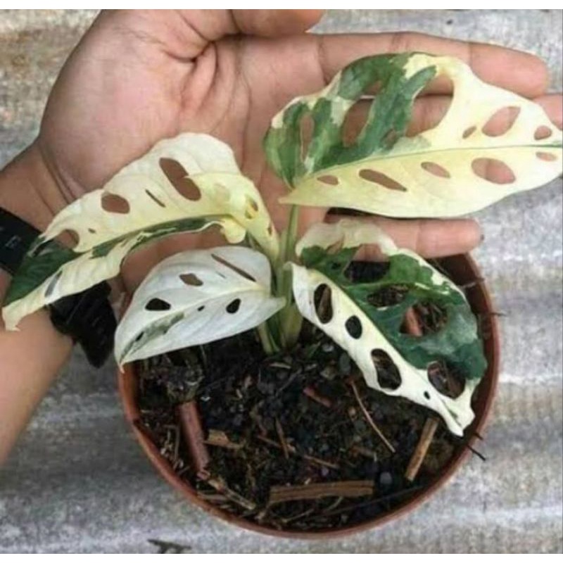 JANDA BOLONG VARIGATA