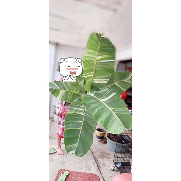 Tanaman Hias Buah Pisang Varigata