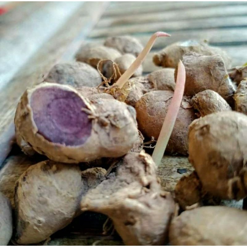 

temulawak hitam(temu Ireng)/Curcuma aeruginosa Roxb