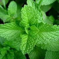 Benih Bibit Biji - Spearmint Mint (Mentha spicata) Herb Seeds - IMPORT