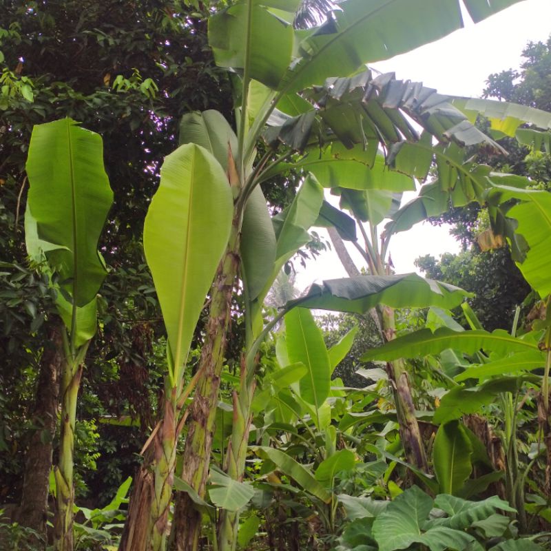 

Daun pisang batu / pisang klutuk / daun pisang