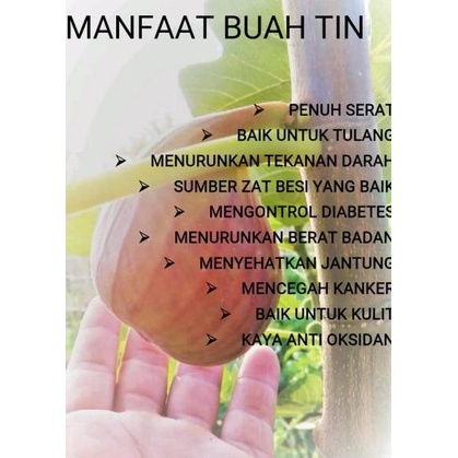 

(PROMO 0WZ62) Buah Tin, Ara, Fig Fresh Grade B 200grm. ❄