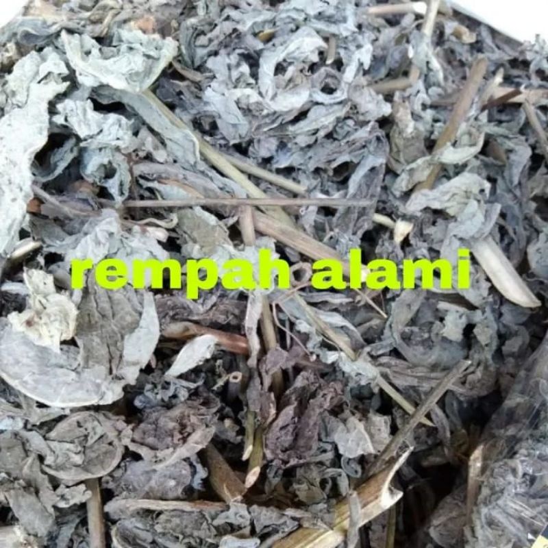 

daun tempuyung kering 100/200gr