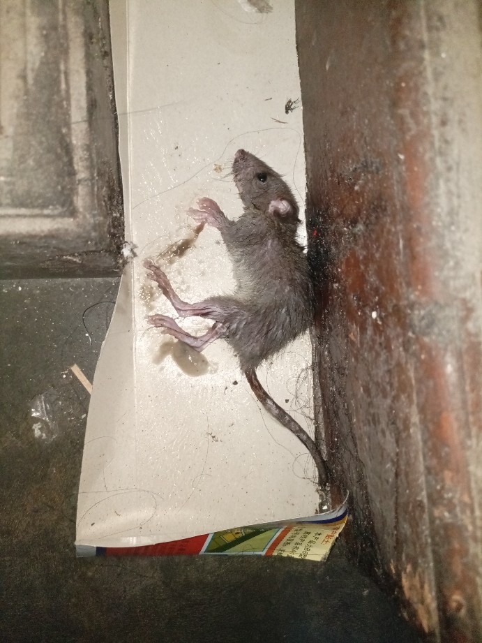 Lem Tikus Jebakan Trap Papan Buku Impor Perangkap Cap Gajah Glue Board Mouse Rat Jumbo Besar Import