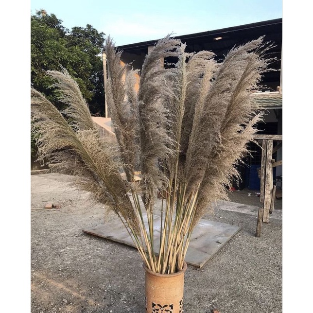10 Batang Pampas Bulu putih/pampas lokal/pampas dekorasi