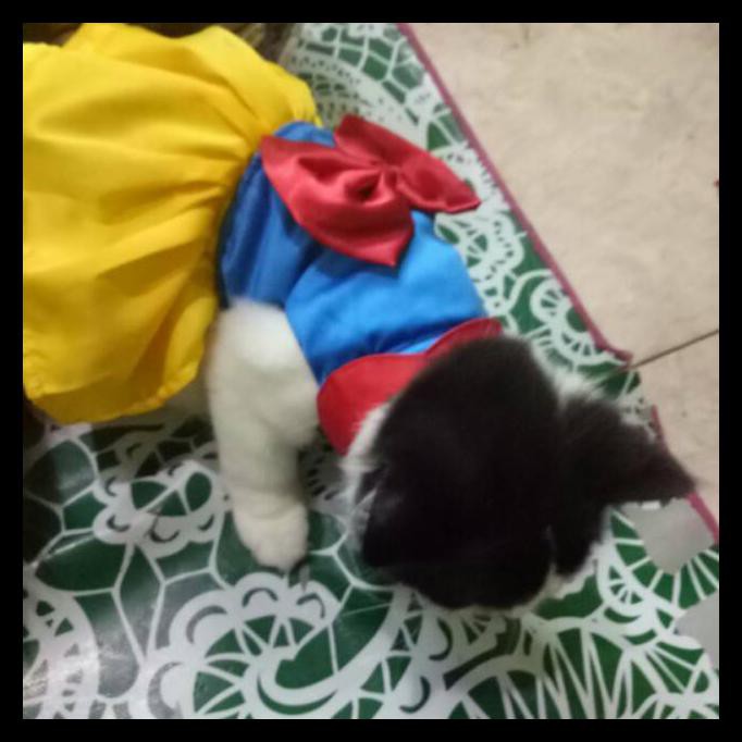 {BISA COD} Baju kucing snow white lucu / baju kucing anjing / baju kucing lucu / baju kucing murah